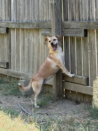 Shirley - Photo 5