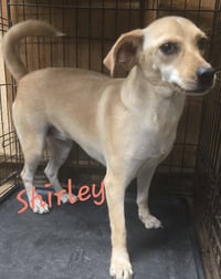 Shirley - Photo 6