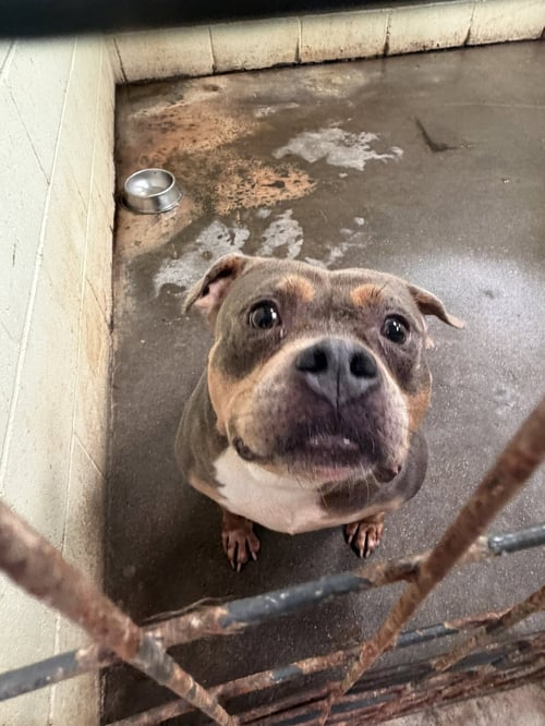 STARSKY - Pit Bull Terrier available for adoption