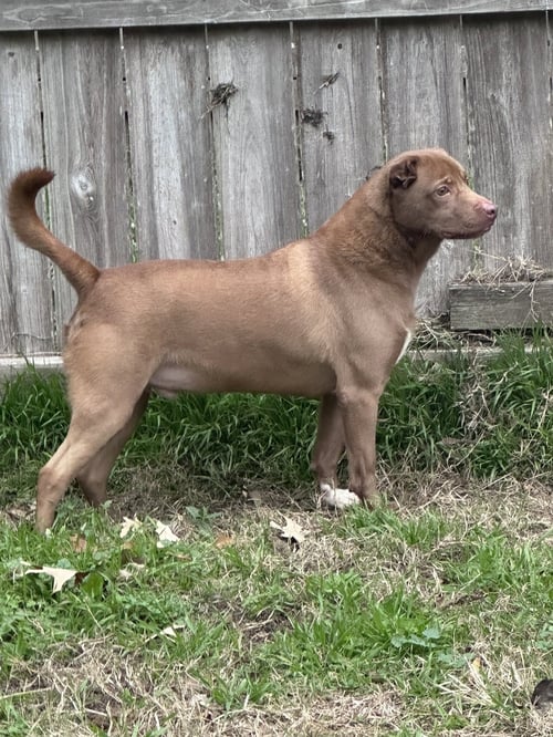 FRED FLINSTONE - American Staffordshire Terrier / Labrador Retriever available for adoption