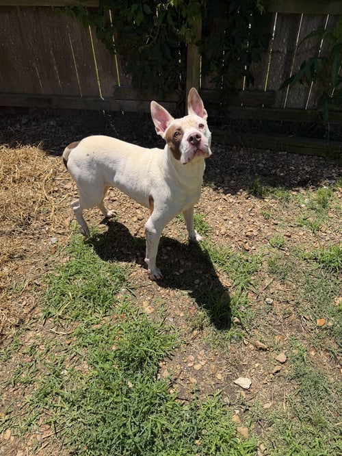 JITTERBUG - American Staffordshire Terrier available for adoption