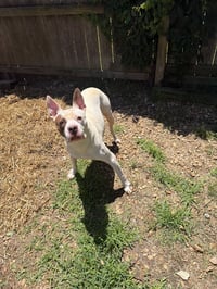 Jitterbug - Photo 2