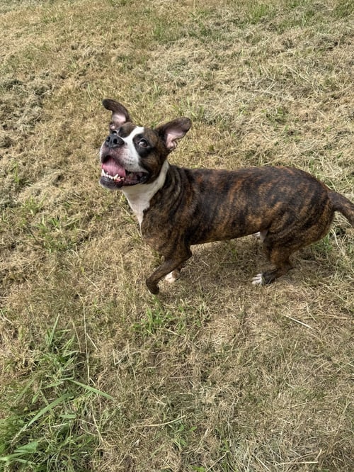 EINSTEIN - Boxer available for adoption