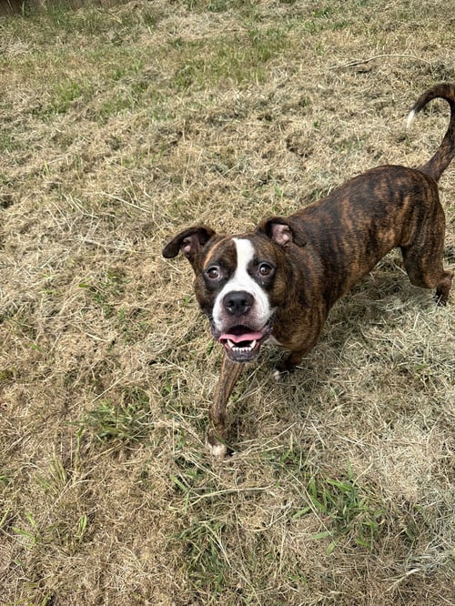 EINSTEIN - Boxer available for adoption