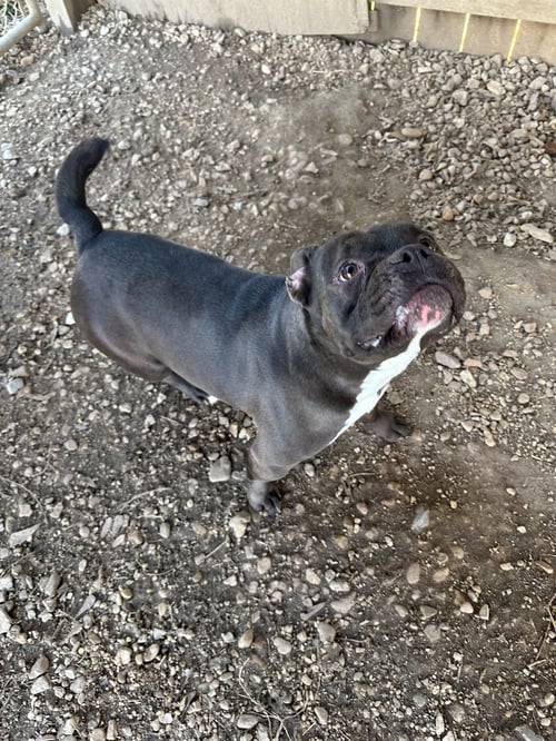FLO - Bulldog / French Bulldog available for adoption