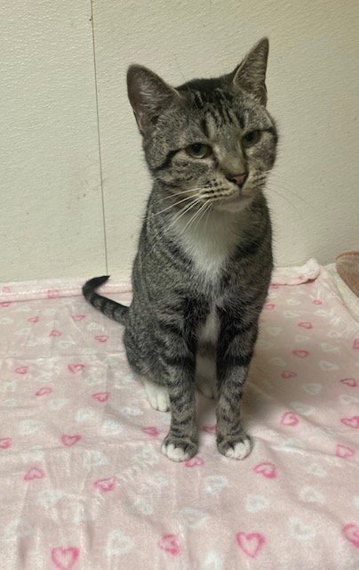 BLIZZARD - Domestic Short Hair available for adoption
