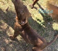 Dolce - Photo 4