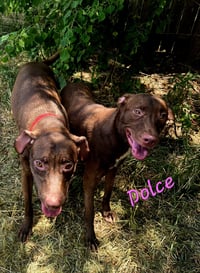 Dolce - Photo 2