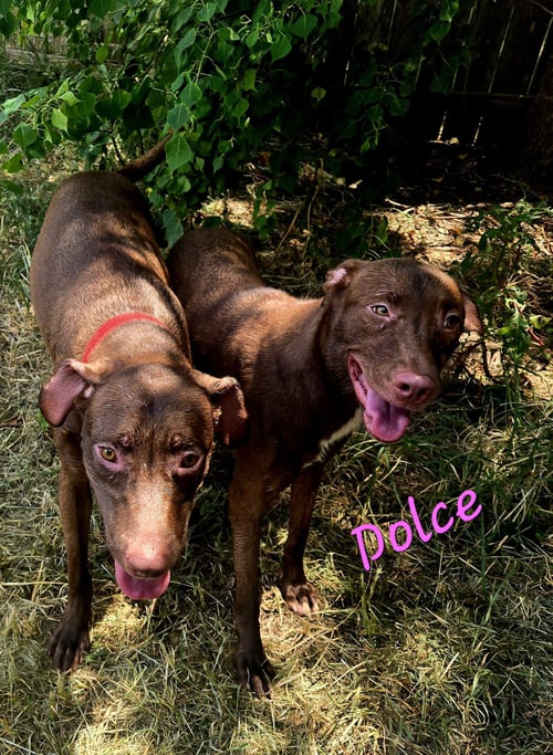 DOLCE - Labrador Retriever available for adoption