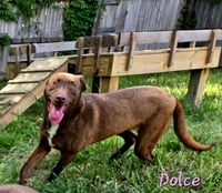 Dolce - Photo 3