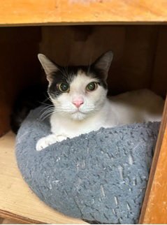 MICKEY GILLY - Domestic Short Hair available for adoption