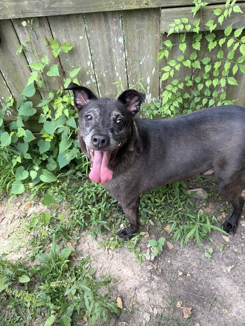 BLADE - Shepherd / Labrador Retriever available for adoption