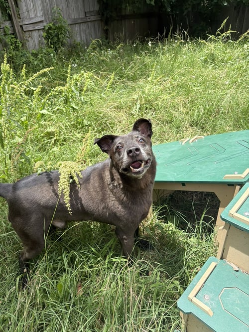 BLADE - Shepherd / Labrador Retriever available for adoption