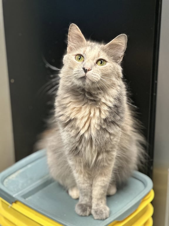 Gabby Image