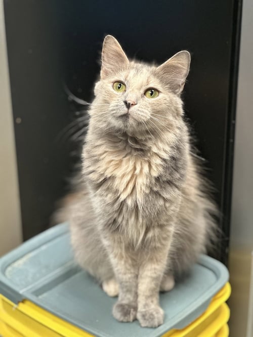 GABBY - Domestic Long Hair available for adoption