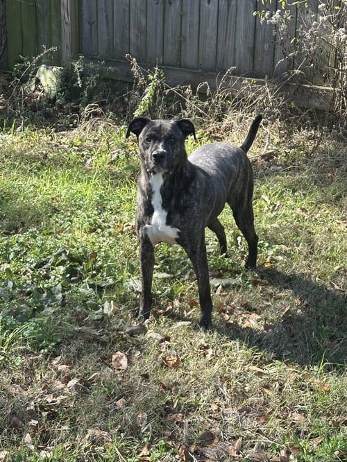 BRUNO - American Pit Bull Terrier / Labrador Retriever available for adoption