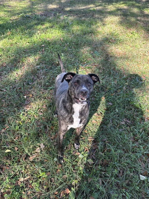 BRUNO - American Pit Bull Terrier / Labrador Retriever available for adoption