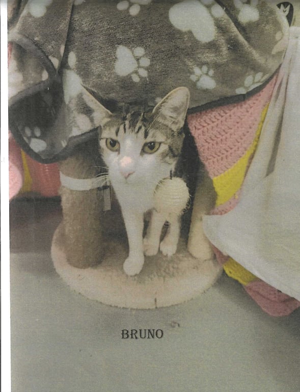 Bruno Image