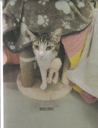 Bruno - Photo 1
