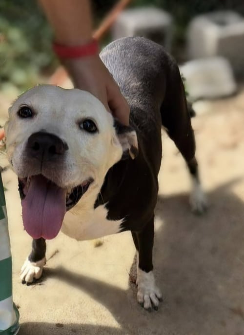 LAWSEY MAE - American Staffordshire Terrier available for adoption