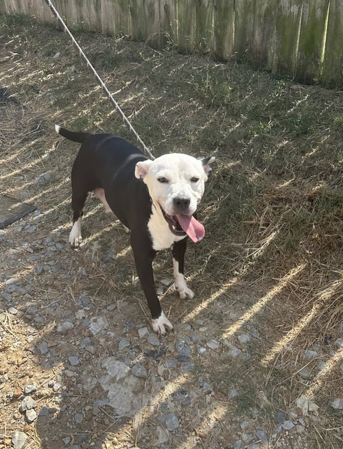 LAWSEY MAE - American Staffordshire Terrier available for adoption