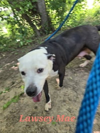 Lawsey Mae - Photo 3