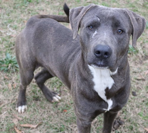 JB - Labrador Retriever available for adoption