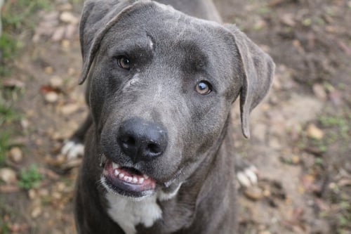 JB - Labrador Retriever available for adoption