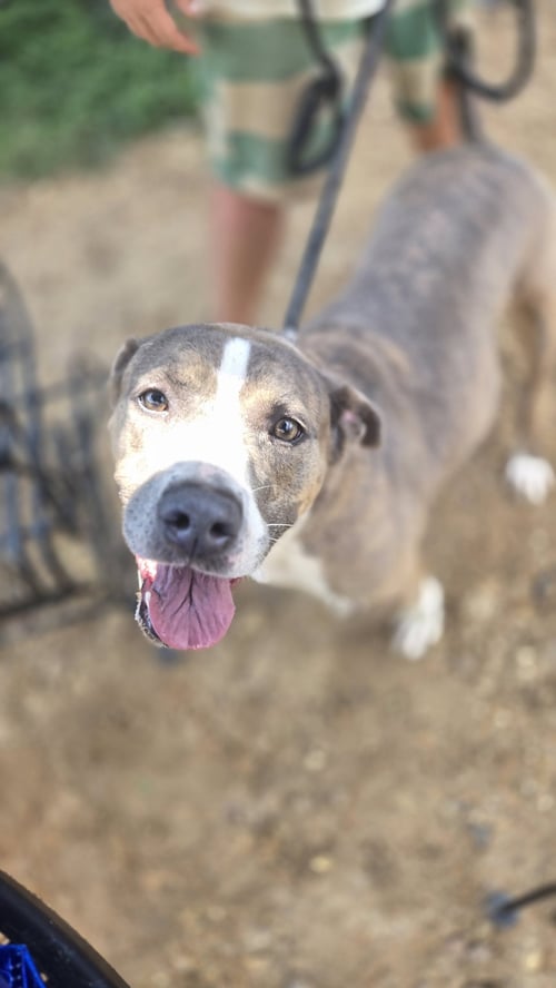 PORTER - American Staffordshire Terrier available for adoption