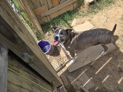 PORTER - American Staffordshire Terrier available for adoption