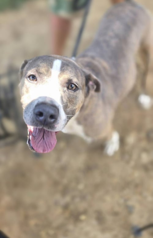 PORTER - American Staffordshire Terrier available for adoption