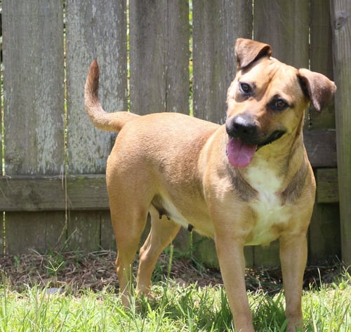 HAPPY (REESE CUP) - Labrador Retriever available for adoption