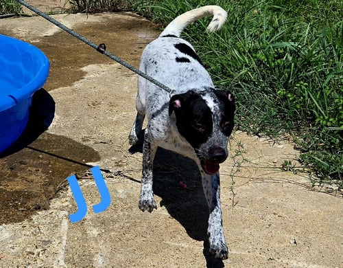 JJ - Australian Cattle Dog/Blue Heeler available for adoption