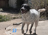 JJ - Photo 4