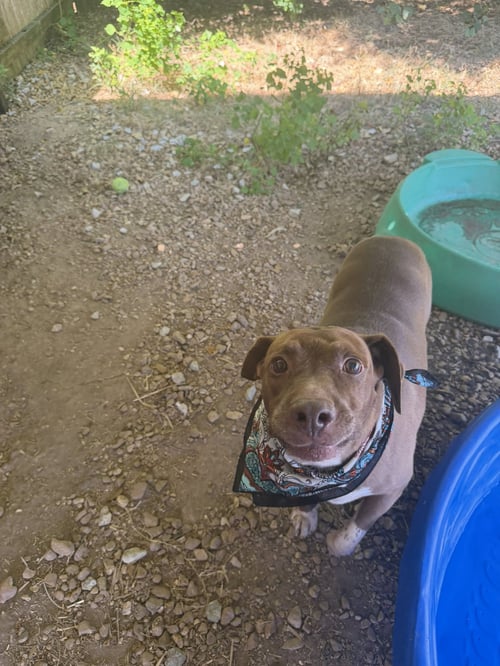 WILLIE GUYTON - Labrador Retriever / Redbone Coonhound available for adoption