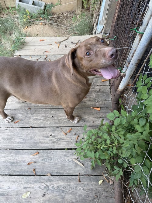 WILLIE GUYTON - Labrador Retriever / Redbone Coonhound available for adoption