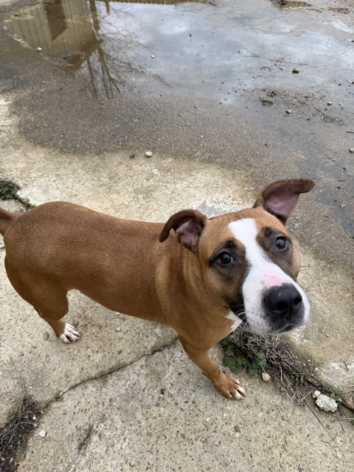 JANICE - American Pit Bull Terrier / Boxer available for adoption