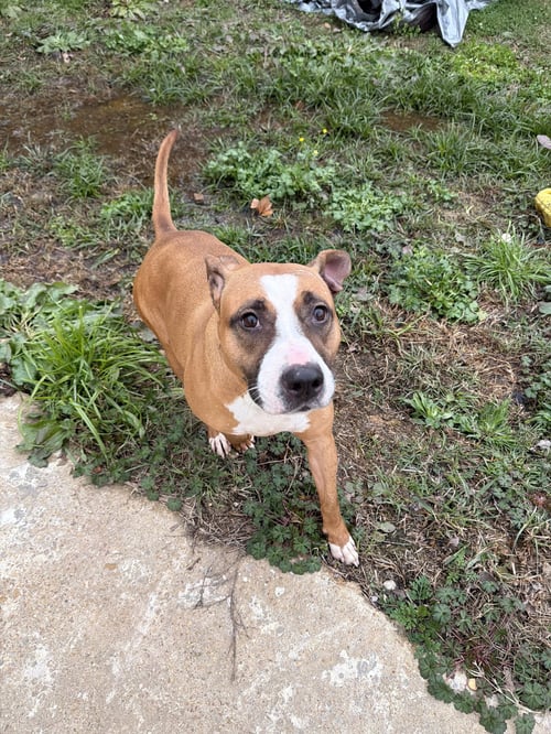 JANICE - American Pit Bull Terrier / Boxer available for adoption