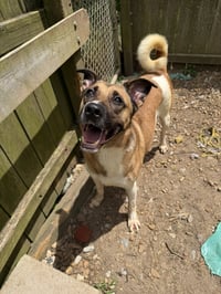 Duke - Photo 1