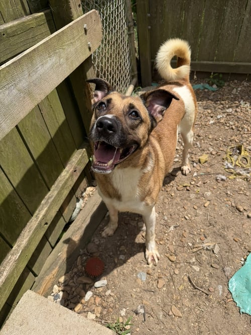 DUKE - Shepherd / Hound available for adoption