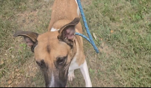 DUKE - Shepherd / Hound available for adoption