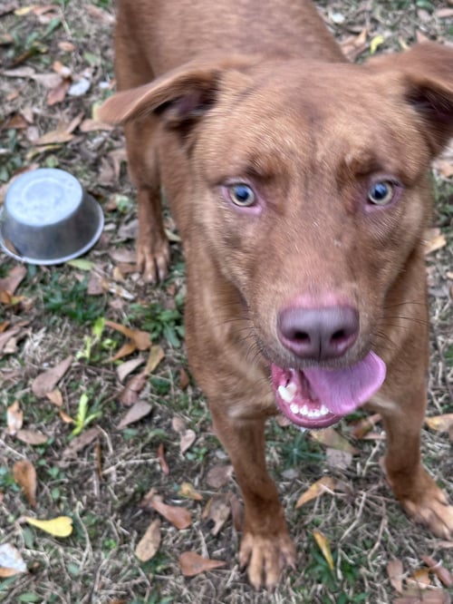 JORDAN - Chocolate Labrador Retriever / Shepherd available for adoption