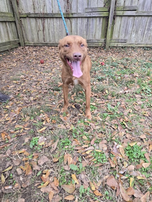 JORDAN - Chocolate Labrador Retriever / Shepherd available for adoption