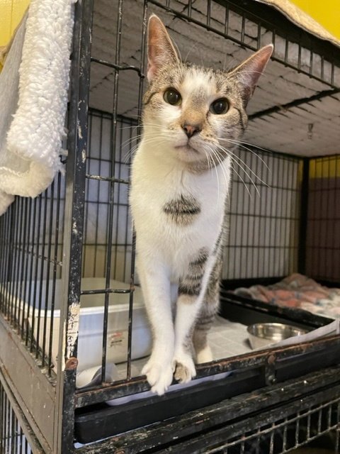 CARE BEAR - Domestic Short Hair available for adoption