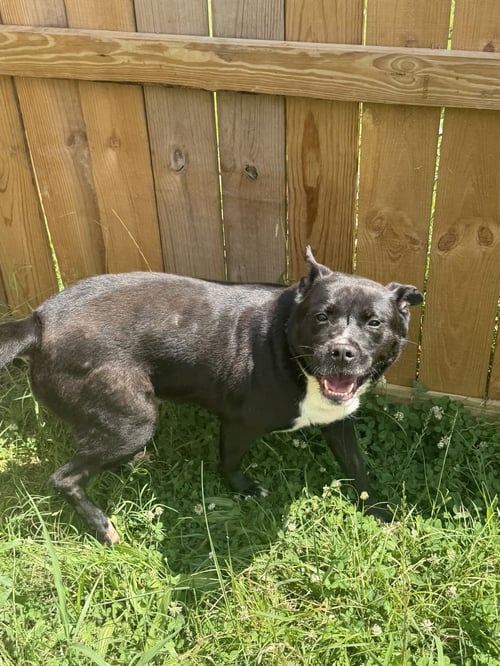 DAX - Labrador Retriever / American Staffordshire Terrier available for adoption