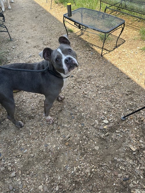 MERCY GRACE - Boxer / American Pit Bull Terrier available for adoption