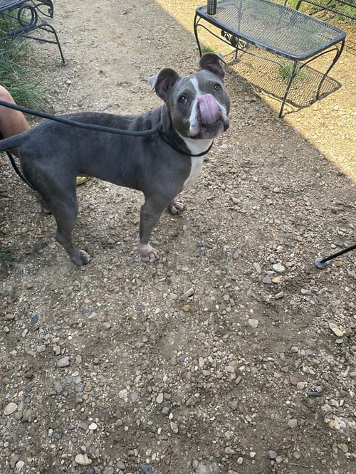 MERCY GRACE - Boxer / American Pit Bull Terrier available for adoption