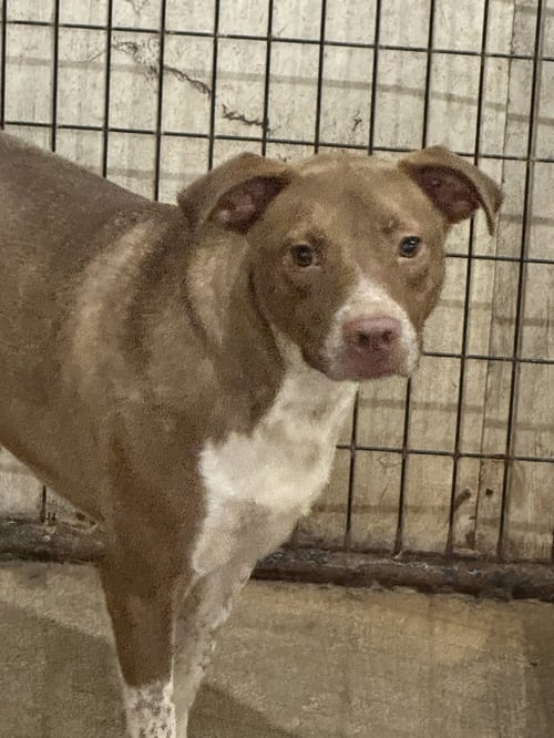 CLAIRE - American Staffordshire Terrier available for adoption