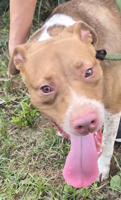 CLAIRE - American Staffordshire Terrier available for adoption