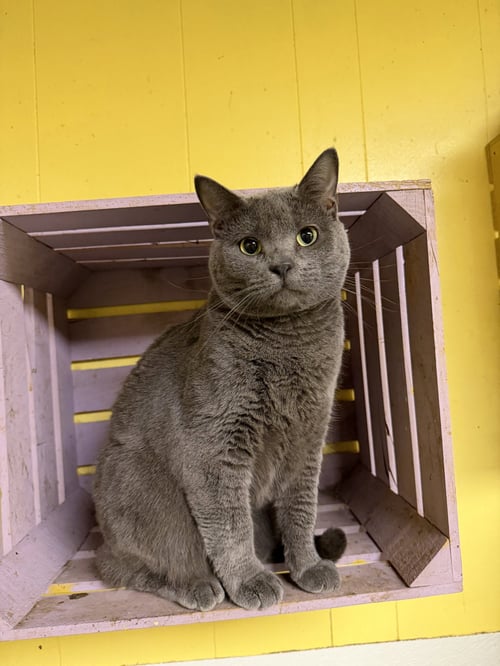 LYLE LOVETT - Domestic Short Hair available for adoption